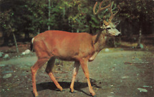 Whitetail Ten Pointer Stately Buck Deer, Dexter Beauty Scene, Vintage Postcard picture