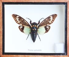 Real Tosena splendida Spread, Blue cicada Insect Taxidermy In Wooden Box picture