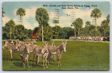 Boca Raton FL-Florida, Giraffe And Zebras, Africa Jungle Zoo, Vintage Postcard picture
