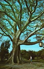 Clearwater FL-Florida, Famous Kapok Tree Bombax Malabaricum, Vintage Postcard picture