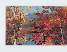 Postcard Picturesque Mt. Chocorua in Fall Colors White Mountains New Hampshire picture
