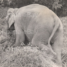 1940s Indian Elephant Jungles Of Malaysia Charles Phelps Cushing Press Photo picture