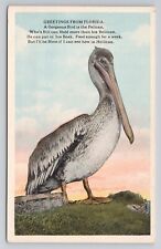Postcard Greetings From Florida A Gorgeous Bird Is The Pelican picture