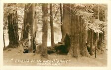 RPPC; Crater of Ancient Giant Redwood Tree, Big Basin CA picture