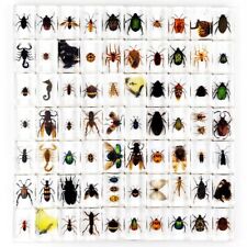 40 Pcs Insect in Resin Specimen Bugs Collection for Educational Real Insect Lot picture