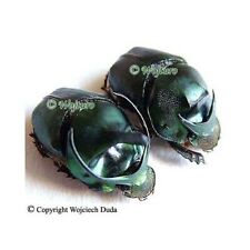 Onthophagus mouhoti - pair, nice, Thailand picture