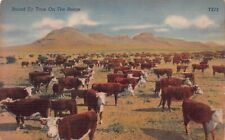 White Faced Hereford Cattle Cows Herd Farm Southwest Pioneer Vtg Postcard Q4 picture