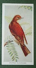 SPOTTED FLYCATCHER    Vintage 1930's Illustrated Bird Card  BD14 picture