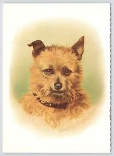 Animal~Portrait of Norwich Terrier Dorothy Travers Pope~Continental Postcard picture