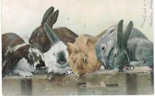 Group Of Multicolored Rabbits Photographic 1910  picture