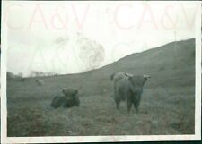 1955 Scotland Highland Cattle 3.3x2.3