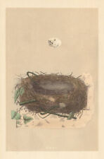 BRITISH BIRD EGGS & NESTS. Orphean Warbler. MORRIS 1866 old antique print picture