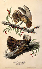 Original Bird Art Audubon Octavo by J J Audubon, c1840's, Chuck-will's Widow picture