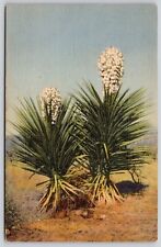 Spanish Daggers Bayonet Lamparas De Dios Lords Candle Cancel 1948 WOB Postcard picture
