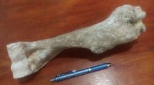 BIG BONE FOSSIL ANIMAL  DRY TAXIDERMY REAL FOUND JUDEAN DESERT ISRAEL 30 CM OLD picture