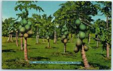 Postcard - Papaya Trees in The Sunshine State, Florida picture