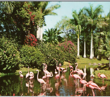 Flamingos in Tropical Florida Sarasota Jungle Gardens 1955 VTG Postcard Unposted picture