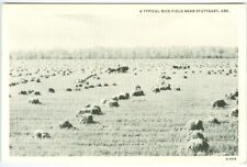 Stuttgart AR  A Typical Rice Field 1934-1935 picture