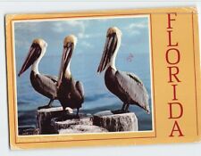 Postcard Pelicans in Tropical Florida USA picture