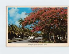 Postcard Colorful Royal Poinciana Trees Florida USA picture