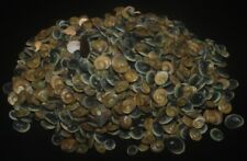 Tonyshells Seashell Cat eye seashells operculum 1000pcs. 5 - 9mm F+++/gem picture