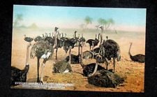 10 Pasadena, CA Cawston Ostrich Farm post cards #146 picture