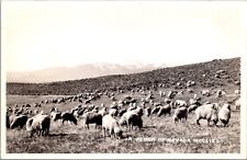 Real Photo Postcard A Flock of Nevada Woolies, Sheep picture