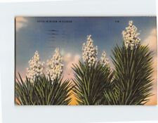 Postcard Yucca in Bloom in Florida USA picture