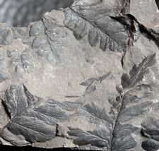 Mariopteris- Carboniferous fossil fern picture