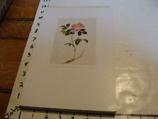 Vintage Flower Post Card mounted on board: Rosa gallica picture