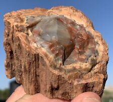 ☘️RR⚒: Outstanding Agate Limbcast Petrified Wood, 10.6 Oz. 🌈 picture