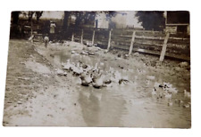 1905-1906 Little Boy in Overalls Watching Geese in Large Puddle picture