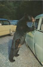 c1950s Black Bear Great Smoky Mountains National Park Hwy Postcard UNP B3705.4 picture