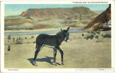 1936 A Native Son Of Southern Nevada Teich Donkeys Antique Postcard 1C stamp picture
