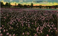 Vintage Postcard- 297. WATER HYACINTH FL. UnPost 1910 picture
