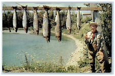c1960's Good Catch of Famous Gaspe Salmon Fishermans at Gaspe Canada Postcard picture