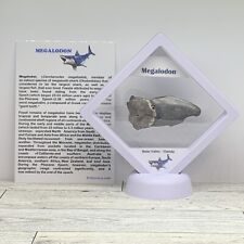 Megalodon Extinct Shark Authentic Tooth Fossil Partial in Display Case picture