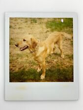 (AbB)  FOUND Photograph Snapshot Handsome Yellow Golden Retriever Polaroid Dog picture