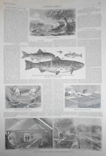 A New Jersey Fish Farm - June 13, 1868 - Harper's Weekly picture
