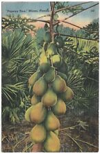 Miami Florida FL Papaya Tree 1947 Vintage Linen Postcard picture
