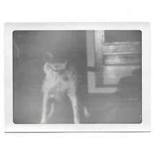 Vintage Snapshot Photo Good Old Dog White & Black Animal Pets C1940 Kitchen Home picture