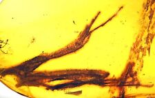 Rare Half Lizard - Two paws and tail, Fossil inclusion in Burmese Amber picture