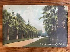 A Walk Between the Palms - 1908 Vintage Postcard picture