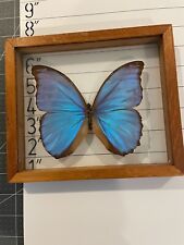 REAL PERU FRAMED BUTTERFLY BLUE MORPHO AMATHONTE MOUNTED SHADOW BOX DOUBLE GLASS picture