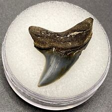 Rare 1.4” Giant Thresher Shark Tooth Fossil Sharks South Carolina Mako Fossils picture