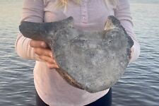 Large Aurora Fossil Whale Vertebra,  Megalodon Food, Lee Creek North Carolina picture