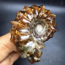50-70g Rare Natural Polished Conch Fossil Specimens of Madagascar Energy 1pc picture