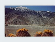 Postcard Springtime Contrast on the Desert Giant Barrel Cactus picture