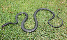 Black Racer Snake - 48