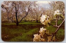 Apple Blossoms in Michigan - White Flowers 1968 Postcard picture